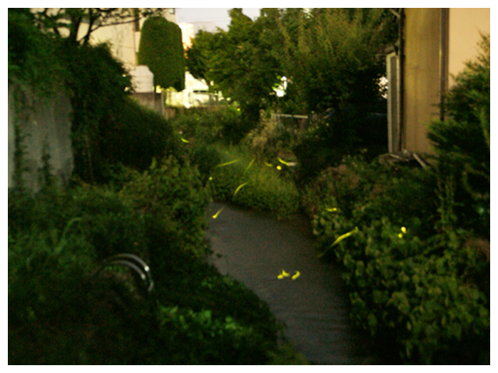 計渇川の画像。周囲をホタルが飛び交っている。