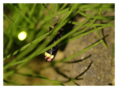 草に留まるホタルの画像