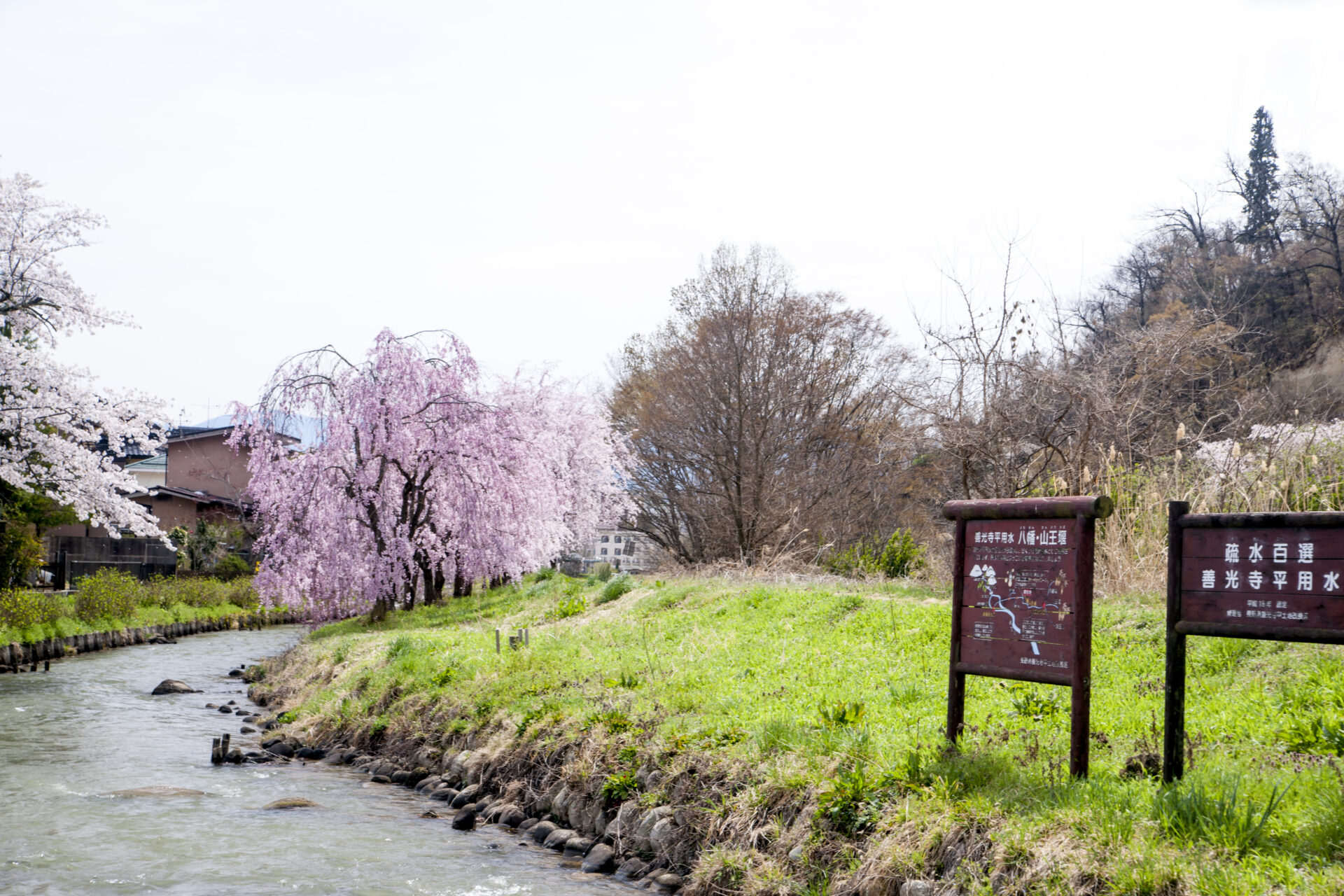 今年も桜が満開です🌸